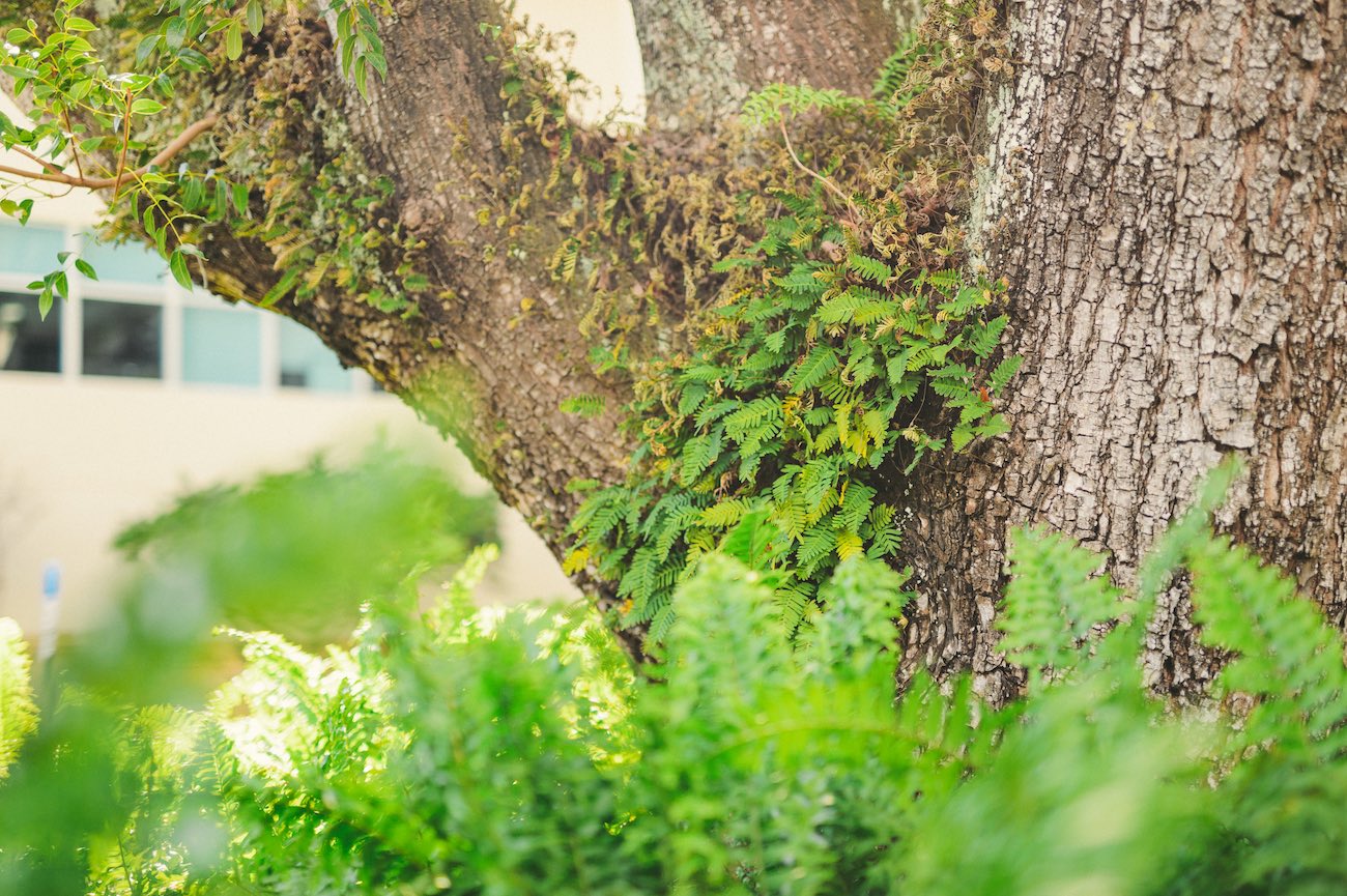 6 Most Common Allergies ENT Florida Sinus & Snoring Specialists